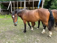 Азаргагүй морь, Međimurje horse — 3 зураг