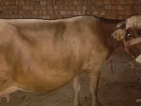 Үнээ, Ukrainian Brown Dairy Cattle — 1 зураг