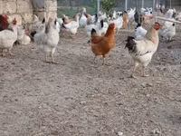 لاكنفيلدر — الصورة 4