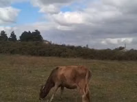 母牛, Cattle — 照片 2