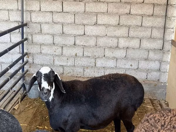 نعجة, Blackheaded Persian sheep