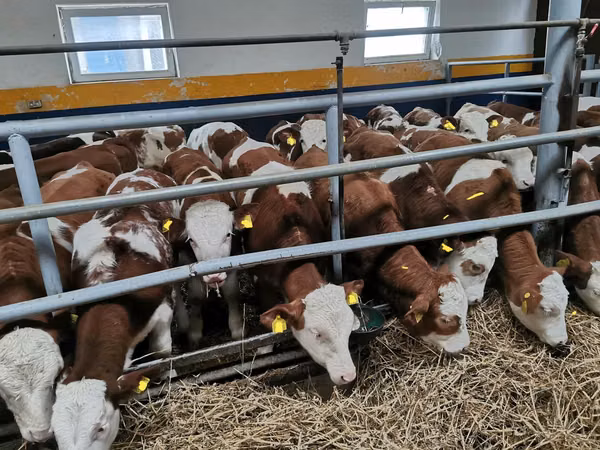 Cattle (batch, sex not specified), Belgian Blue