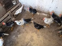 Chickens — الصورة 6