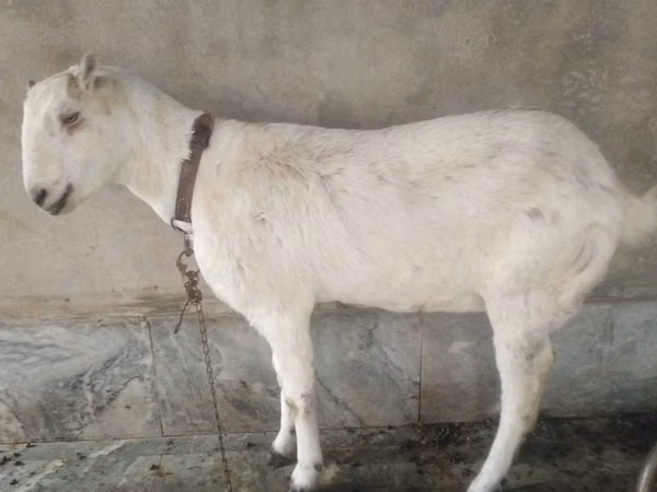 Ямаа (бүлэг, хүйс заагаагүй), Barbari goats