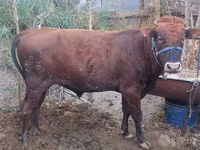 Bull, Cattle — photo 5