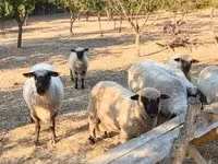 Хуц, Shroshire sheep — 2 зураг