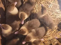 Ducks — 2 зураг
