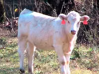 Bull, Simmental cattle — photo 1