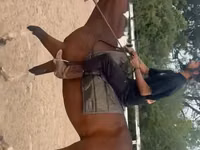 Hengst, Thoroughbred horse — Foto 3