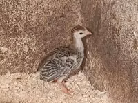 Guinea fowl — foto 1