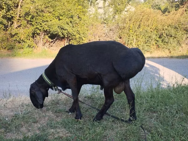 मेढ़ा, Red Karaman sheep