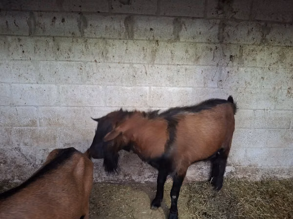 تيس, Italian Alpine goat