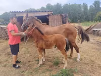 母马, Horses — 照片 1