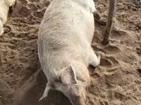Sow, Pigs — photo 6