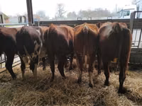 Cow, Jersey breed — photo 3