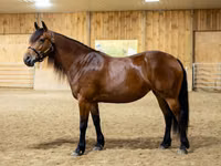 فرس, Friesian — الصورة 4