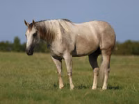 Caballo, Quarter Horse — foto 2