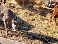 Үхэр (бүлэг, хүйс заагаагүй), Simmental cattle — 4 зураг