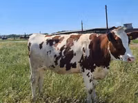 بقرة, Russian Black pied cattle — الصورة 8