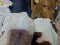 Toro, Simmental cattle — foto 6