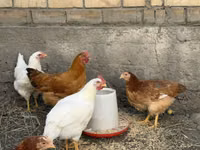 थाई गेम — फ़ोटो 3