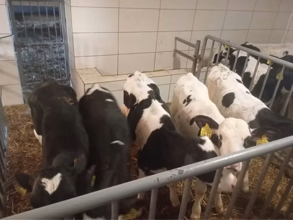 牛只（批次，未指定性别）, Russian Black pied cattle