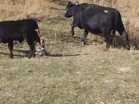 Toro, Swiss cattle — foto 4