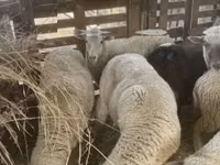 Хонь, Blackheaded Persian sheep — 5 зураг
