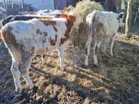 母牛, Simmental cattle — 照片 4