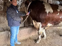 Бух, Simmental cattle — 6 зураг