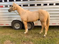 公马, Quarter Horse — 照片 4