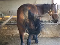 घोड़ा, Tatar horse — फ़ोटो 3