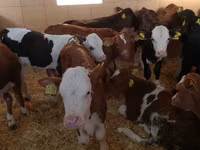 أبقار (دفعة، الجنس غير محدد), Simmental cattle — الصورة 2