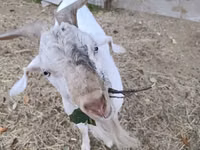 Goat, Beetal goats — photo 1