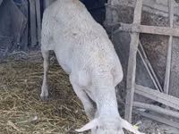 Widder, Assaf sheep — Foto 1