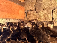 Ducks — photo 1