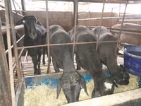 كبش, الأغنام — الصورة 1
