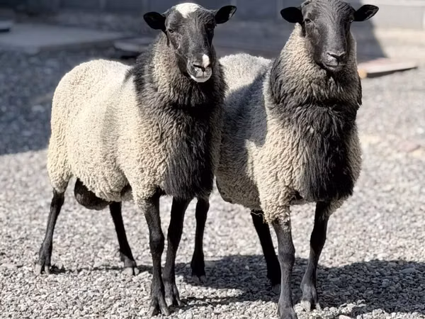 كبش, Romanov sheep