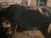 母牛, Cattle — 照片 5