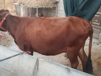 Cow, Cattle — photo 2