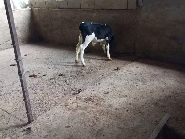 Бух, Russian Black pied cattle