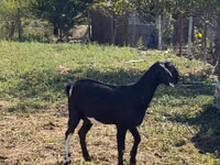 बकरा, Nubian Goat — फ़ोटो 5
