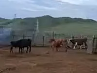 بقرة, الماشية — الصورة 2