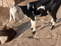 Goat, Beetal goats — photo 4