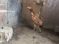 Chickens — Foto 4