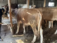 Bulle, Simmental cattle — Foto 5