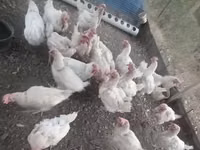 Leghorn — Foto 4