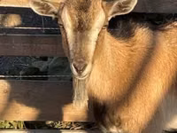 عنزة, West African dwarf goats — الصورة 1