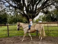 Horse (M), Quarter Horse — photo 8