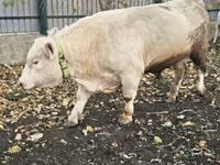 公牛, Charolais cattle — 照片 5